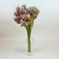 Nigella (Love-in-a-Mist) – Naturally Dried Seed Pods