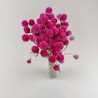 Hot Pink Globe Amaranth – Naturally Dried Flowers