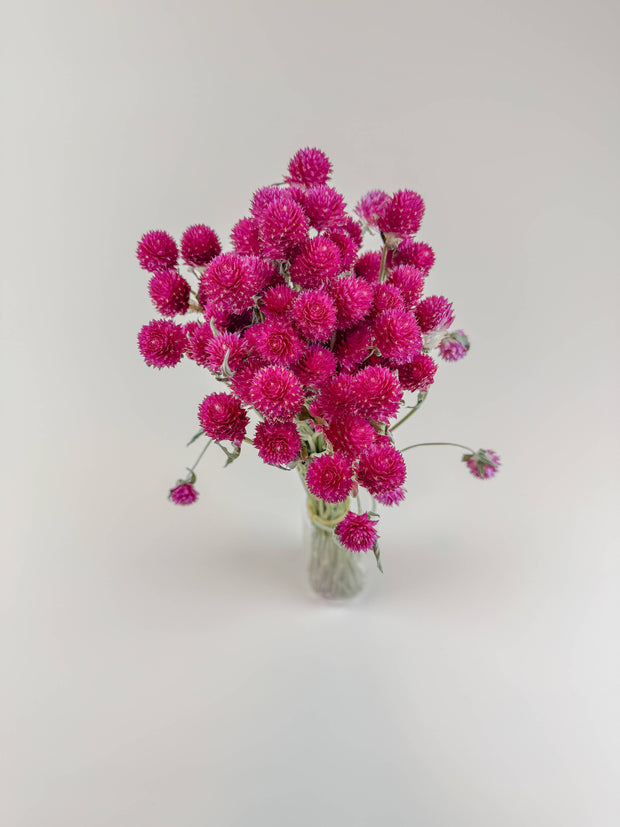 Hot Pink Globe Amaranth – Naturally Dried Flowers