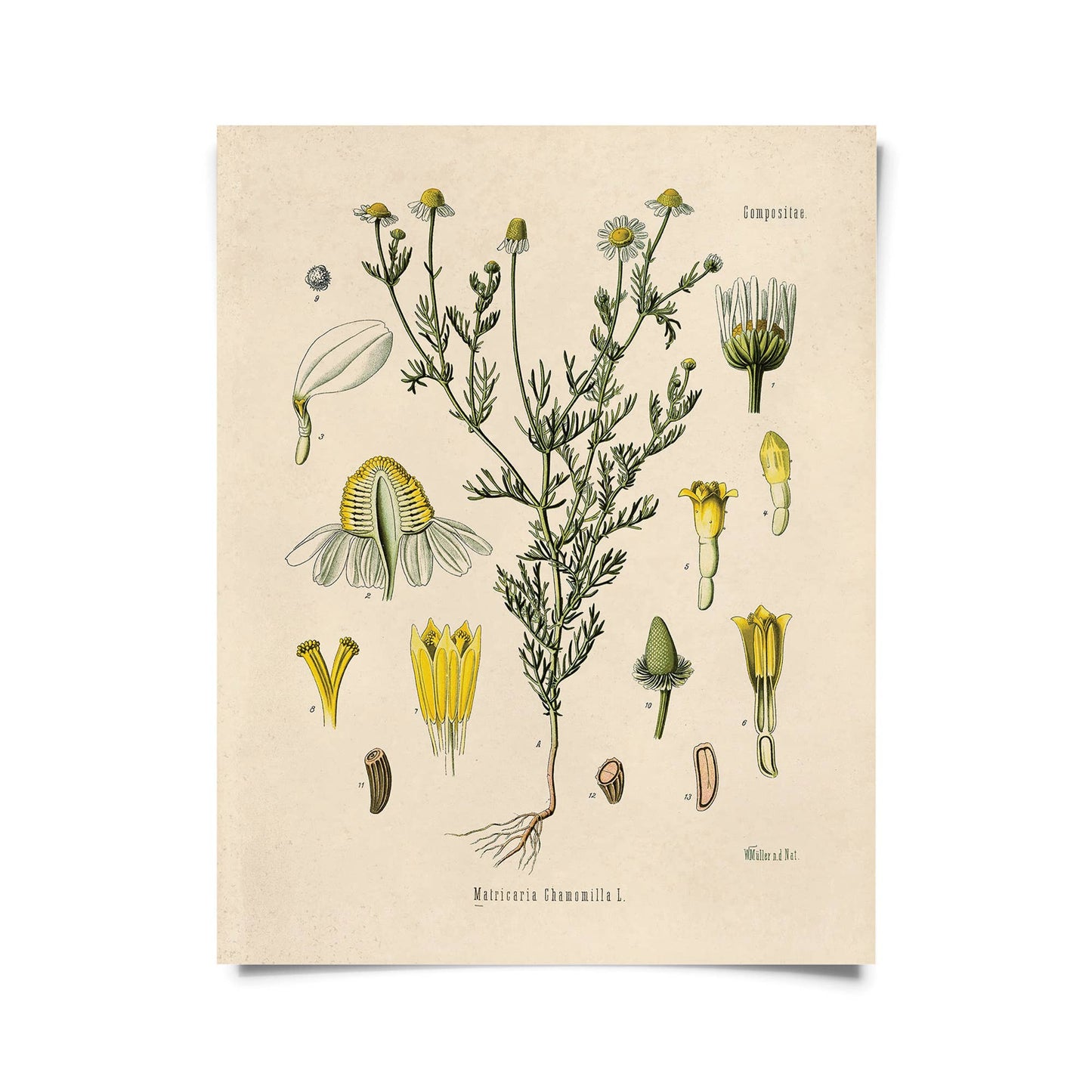 Vintage Botanical Chamomile Flower Print w/ optional frame