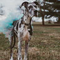 CUTE BUT PSYCHO Bone-Shaped Pet Tag