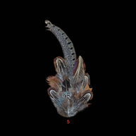 Decorative Side Hat Feathers