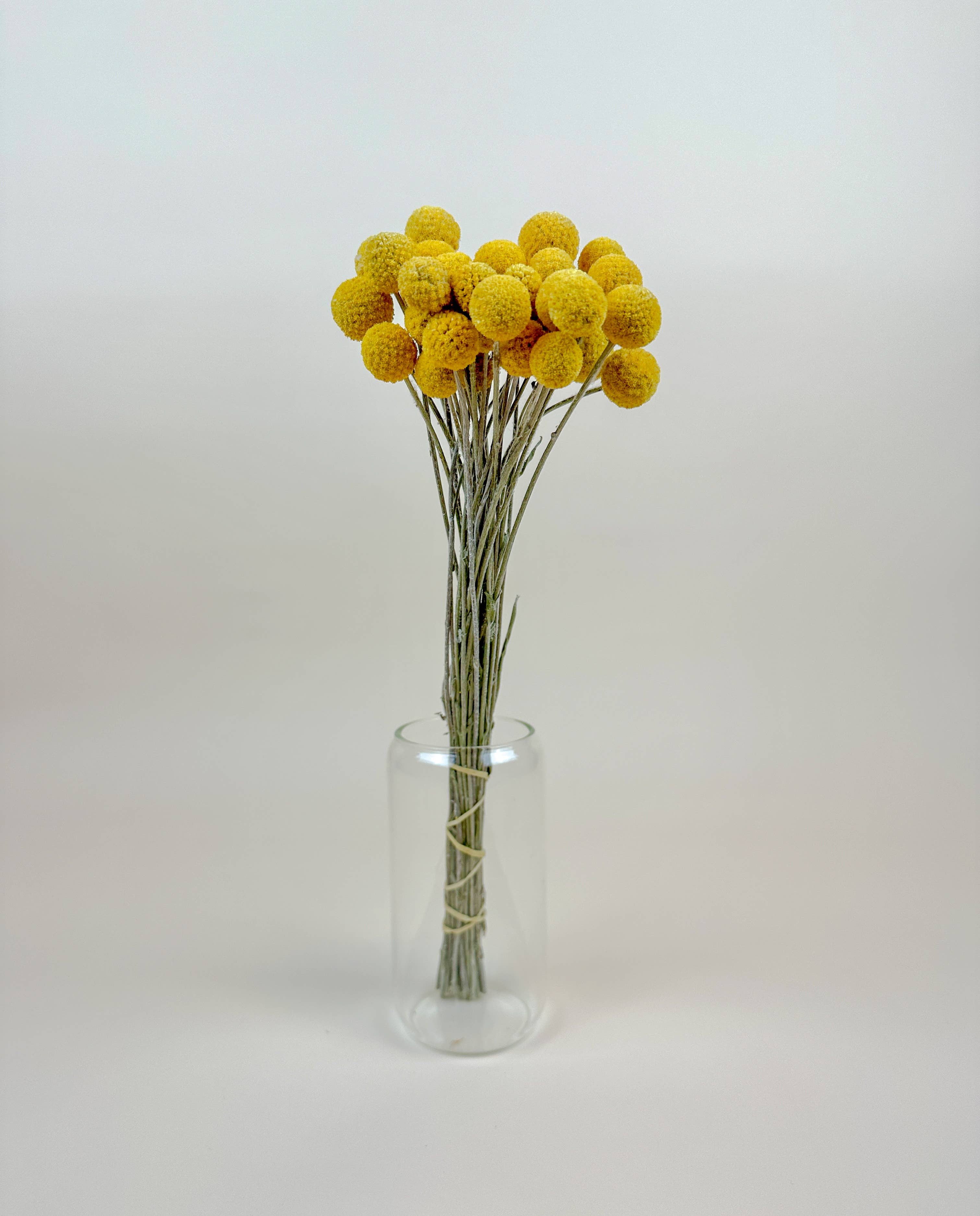 Craspedia (Drumstick Flower) – Naturally Air-Dried