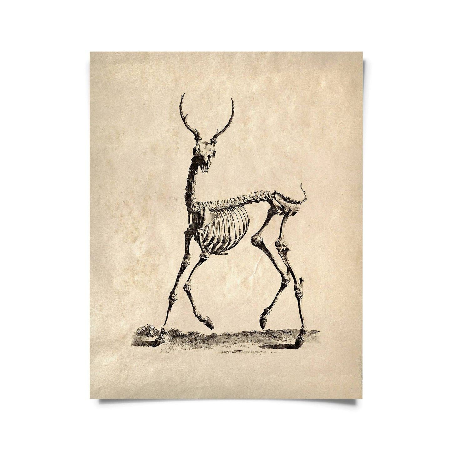 Vintage Deer Skeleton Print w/ optional frame