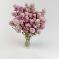 Blush Pink Globe Amaranth – Naturally Dried Flowers