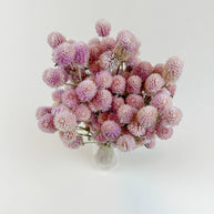 Blush Pink Globe Amaranth – Naturally Dried Flowers