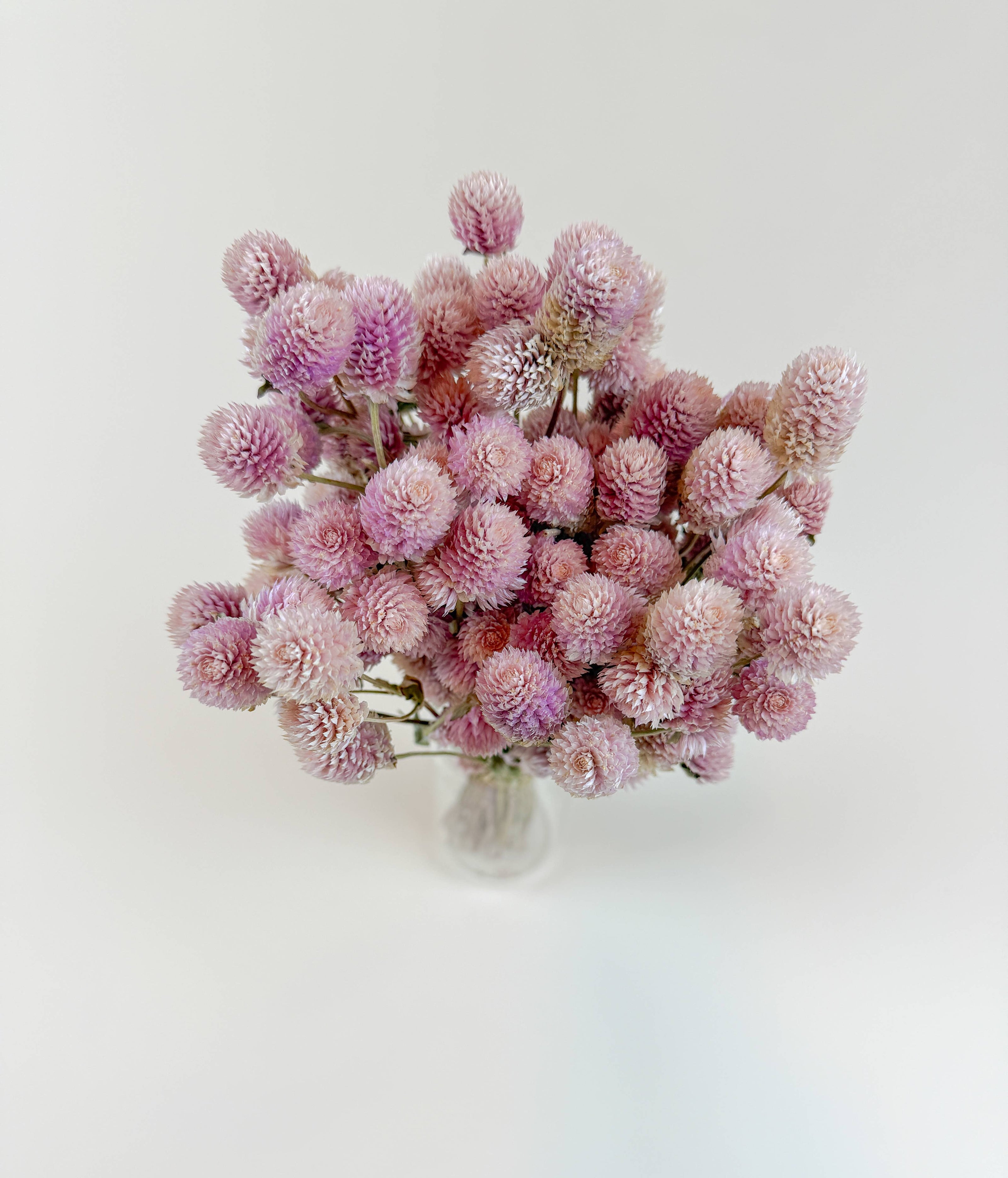 Blush Pink Globe Amaranth – Naturally Dried Flowers