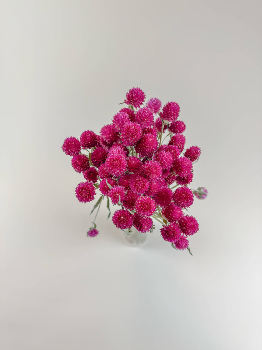 Hot Pink Globe Amaranth – Naturally Dried Flowers