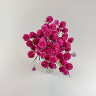 Hot Pink Globe Amaranth – Naturally Dried Flowers