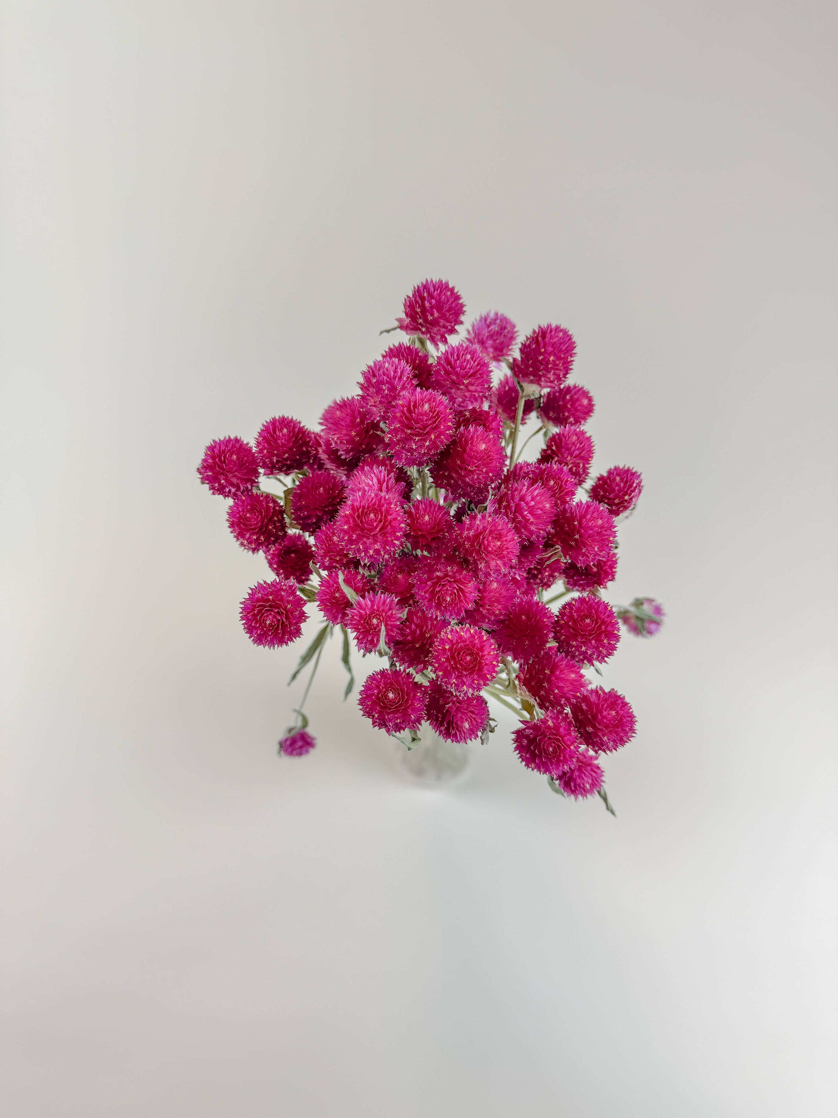 Hot Pink Globe Amaranth – Naturally Dried Flowers