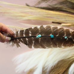 Turquoise Studded Natural Barred Turkey Feathers