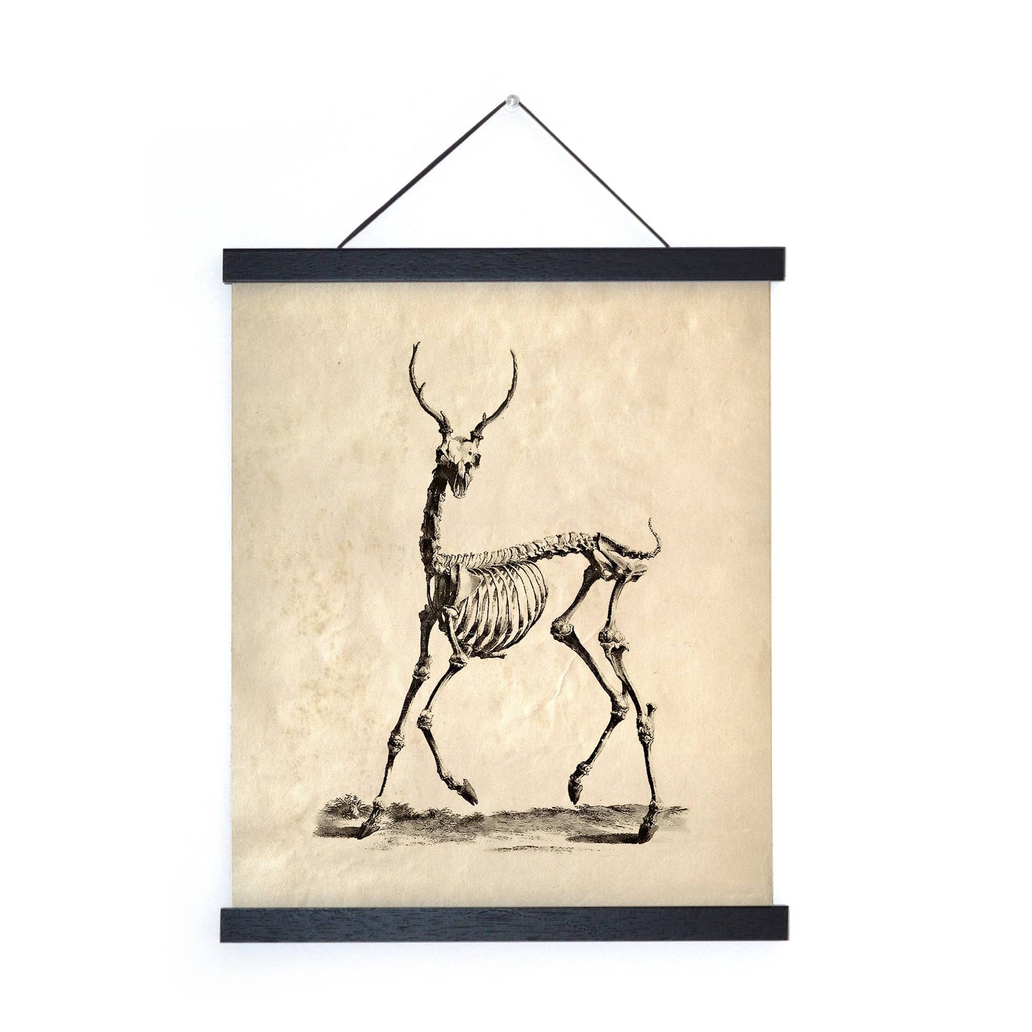 Vintage Deer Skeleton Print w/ optional frame