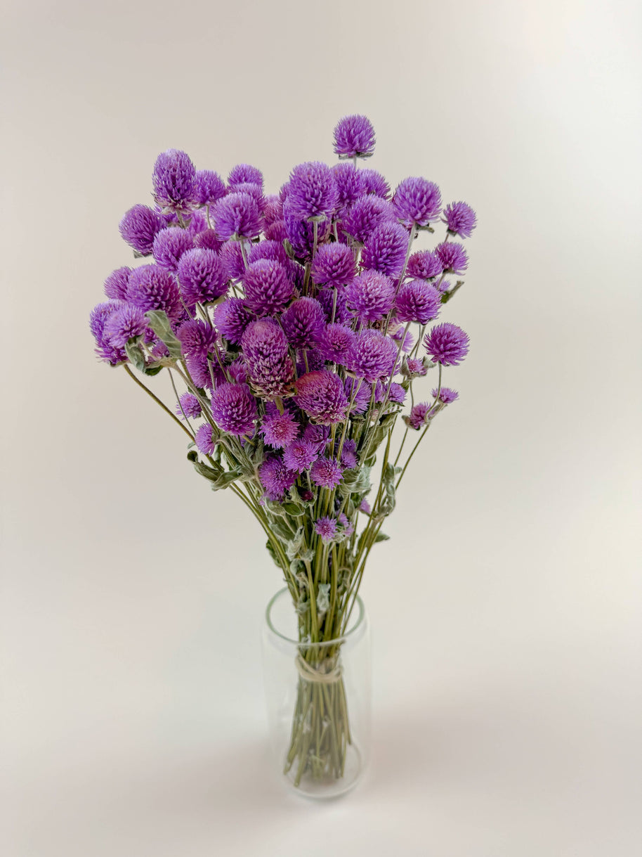 Raspberries and Cream Globe Amaranth – Natural Dried Flowers
