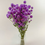 Raspberries and Cream Globe Amaranth – Natural Dried Flowers