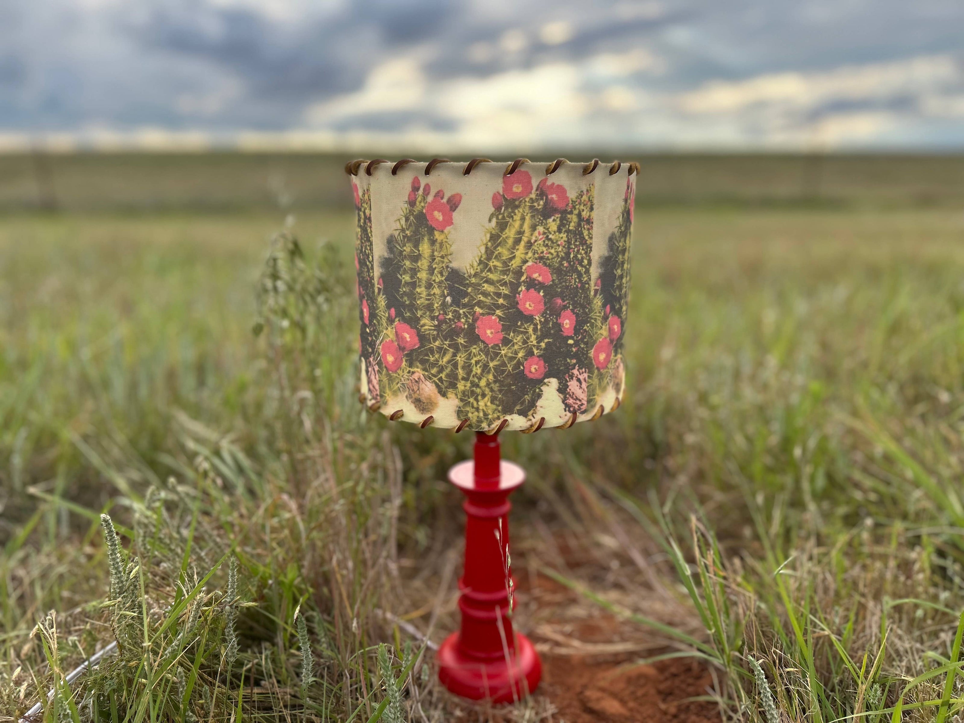 Lampshade White Sands Cactus, 11-14 inch