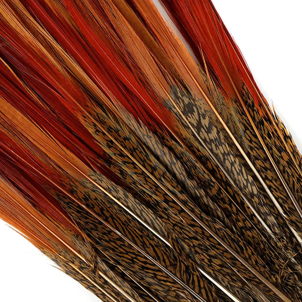 Golden Pheasant Red Top Tails 10-12"- Natural