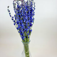 Larkspur - Dark Blue Imperial Double Bloom Naturally Dried