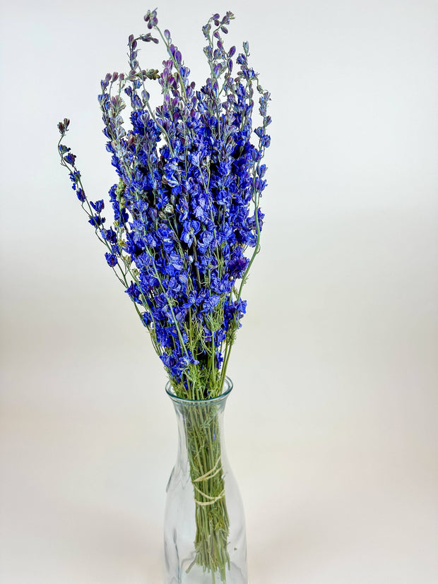 Larkspur - Dark Blue Imperial Double Bloom Naturally Dried