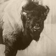 Buffalo Icon Art Print