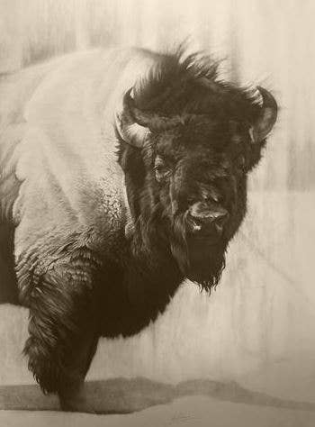 Buffalo Icon Art Print