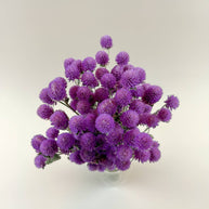 Raspberries and Cream Globe Amaranth – Natural Dried Flowers