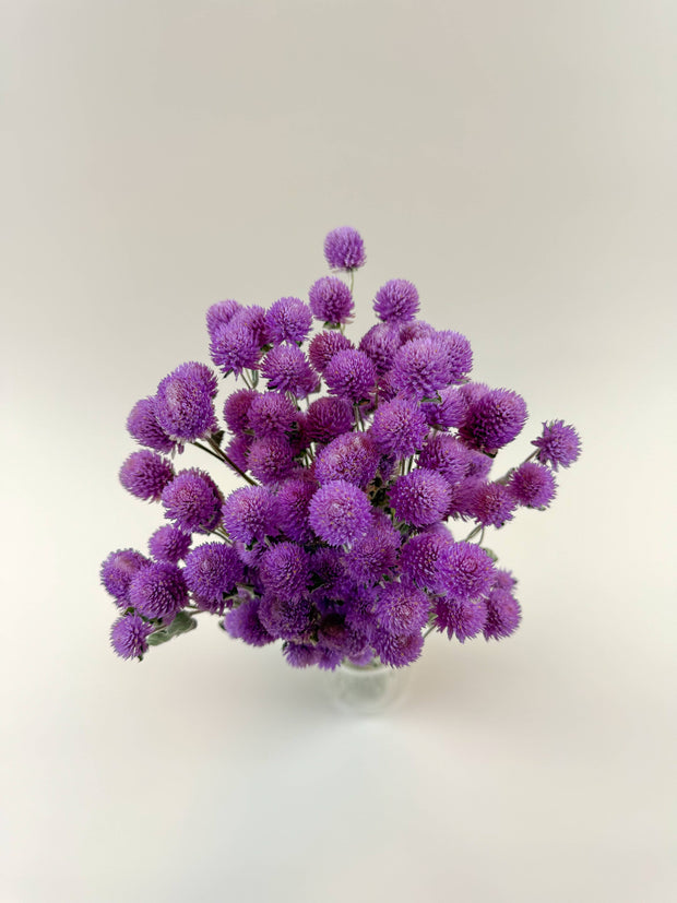 Raspberries and Cream Globe Amaranth – Natural Dried Flowers