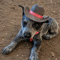 Doggie Cowboy Hat