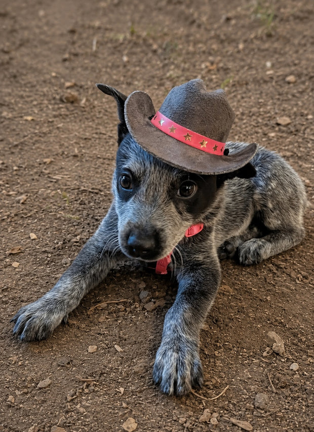 Doggie Cowboy Hat