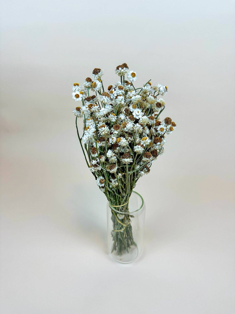 Ammobium – Delicate White Dried Flowers