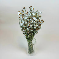 Ammobium – Delicate White Dried Flowers