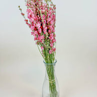 Larkspur - Carmine/Pink  Double Bloom Naturally Dried