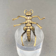 Brass Cricket
