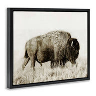 Bison Grazing in Field Floater Framed Art