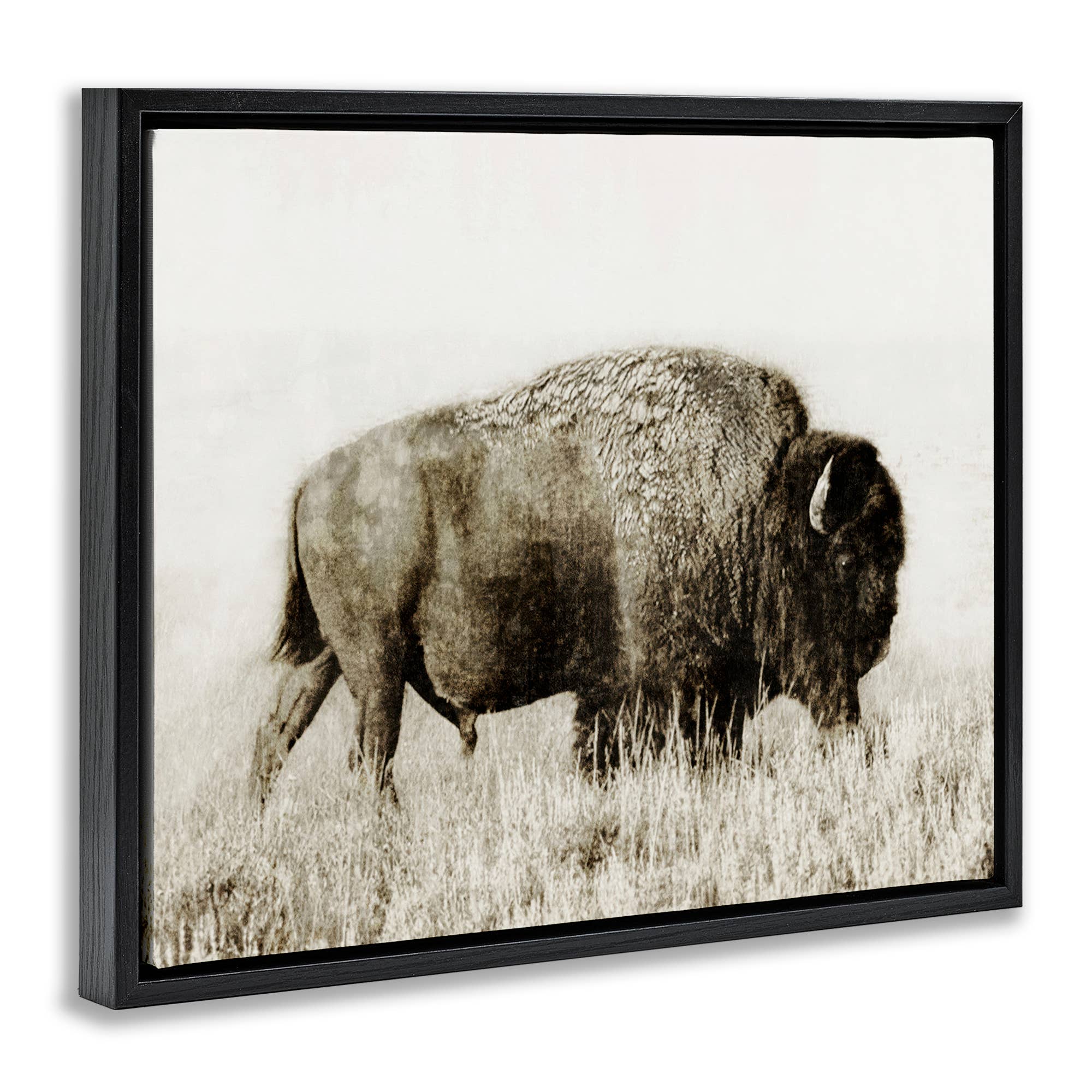 Bison Grazing in Field Floater Framed Art