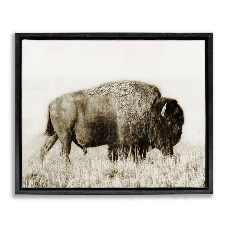 Bison Grazing in Field Floater Framed Art
