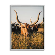 Longhorn Herd Photography Framed