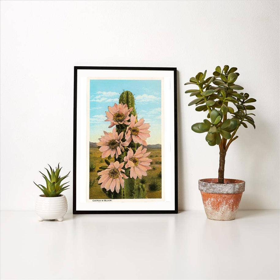 Art Print CD-48 Cactus in Bloom
