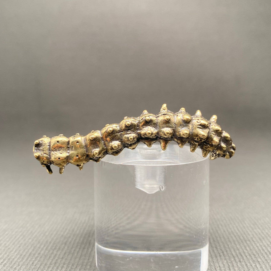 Brass Caterpillar