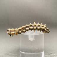 Brass Caterpillar