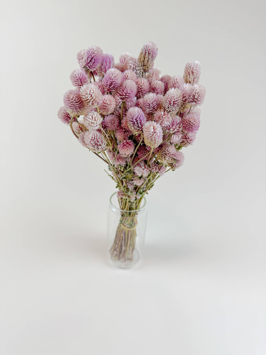 Blush Pink Globe Amaranth – Naturally Dried Flowers