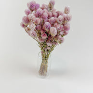 Blush Pink Globe Amaranth – Naturally Dried Flowers