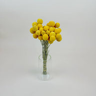 Craspedia (Drumstick Flower) – Naturally Air-Dried