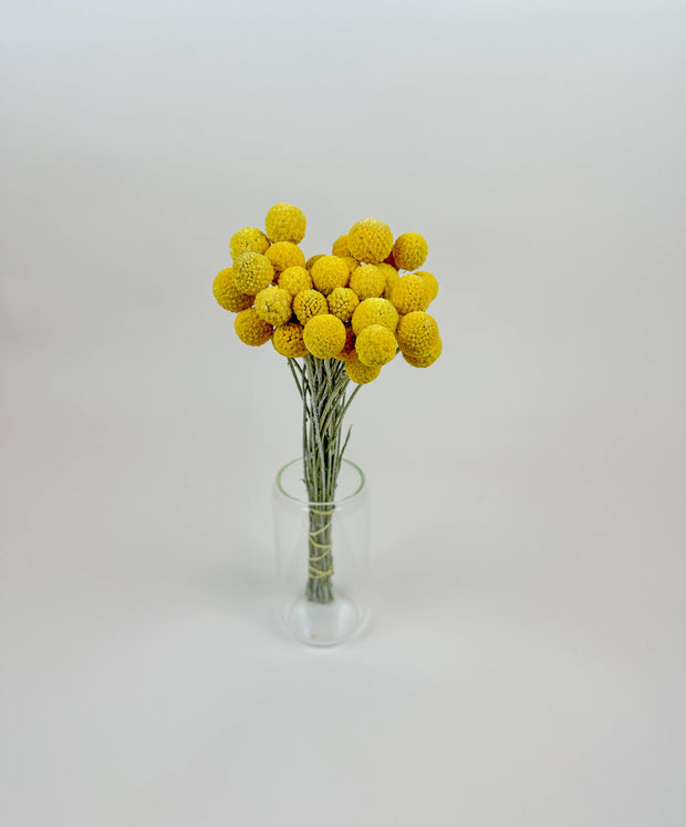 Craspedia (Drumstick Flower) – Naturally Air-Dried