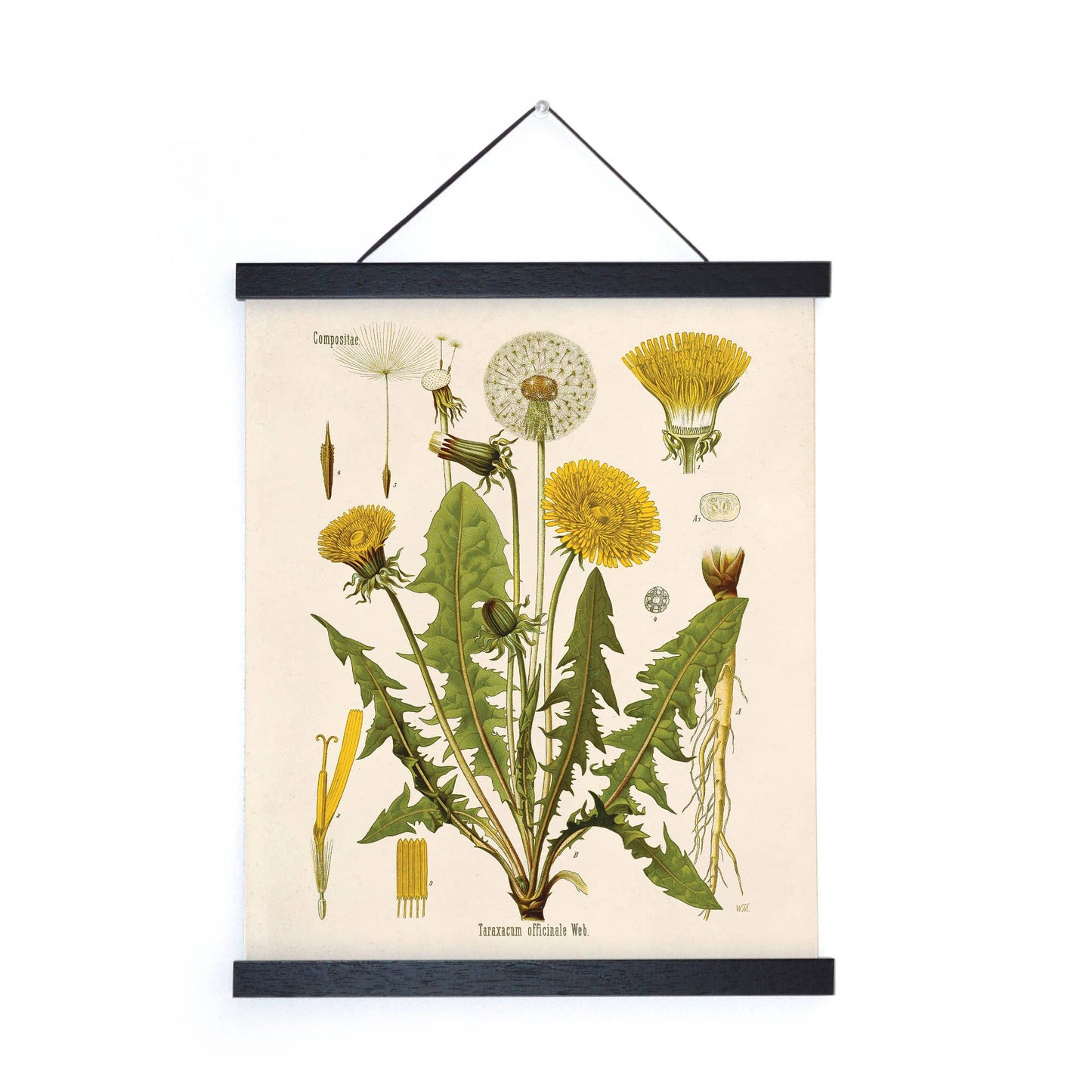 Vintage Botanical Dandelion Flower Print w/ optional frame