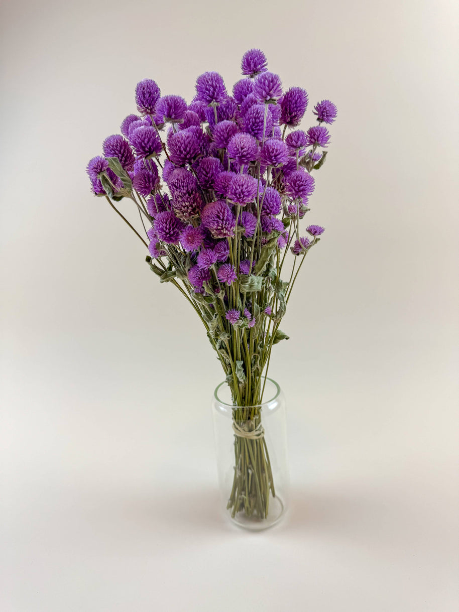Raspberries and Cream Globe Amaranth – Natural Dried Flowers
