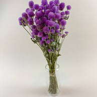 Raspberries and Cream Globe Amaranth – Natural Dried Flowers