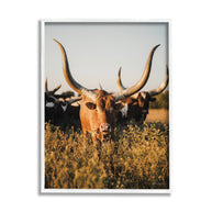 Longhorn Herd Photography Framed