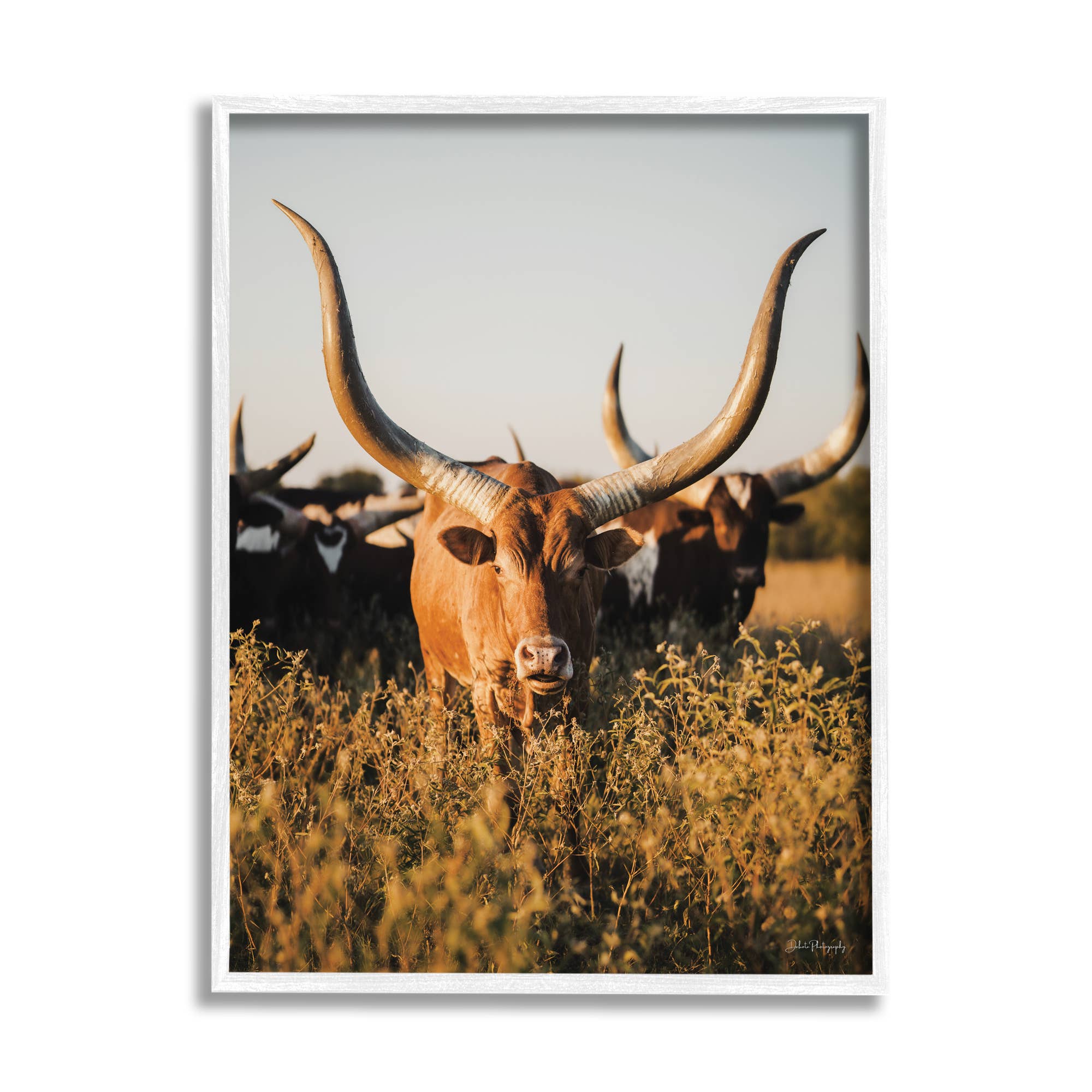 Longhorn Herd Photography Framed
