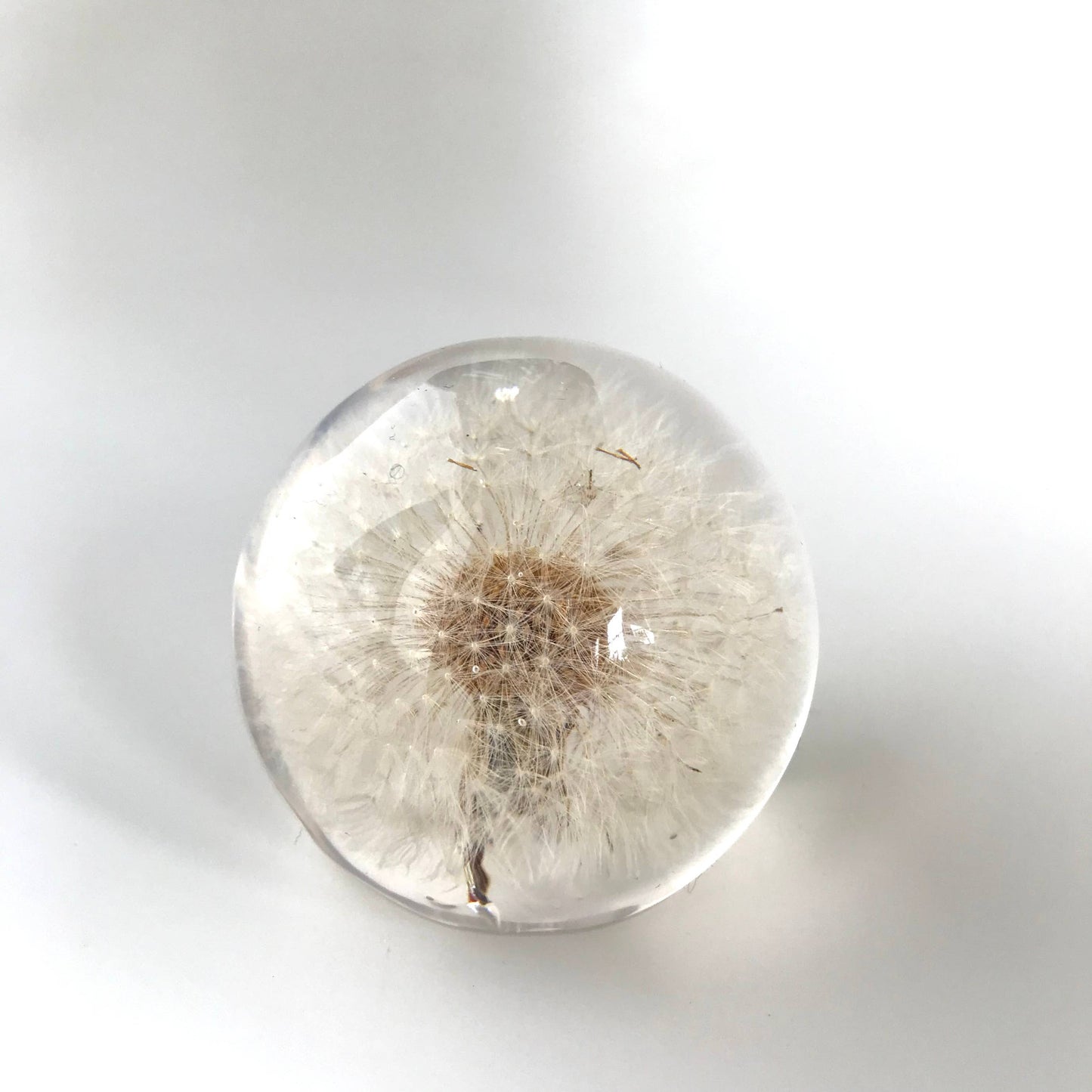 Belart - Botanical Resin Large Dandelion Paper Weight