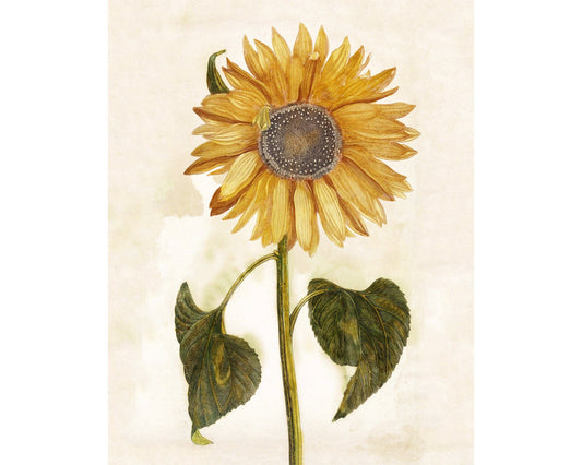 Rock Paper Scissors Wall Art - Ancient Vintage sunflower | 17th century Giclée fine art print | Golden flower | Modern Vintage decor | Eco-friendly gift: 11x14 Inches